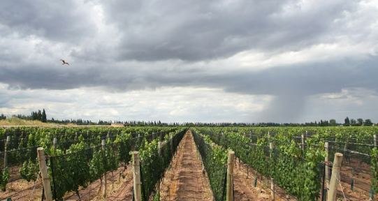 Alerta amarilla en el sur: Mendoza enfrenta tormentas con granizo