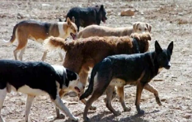 Mujer atacada por dos perros en Rivadavia sufrió fractura de pelvis y tobillo
