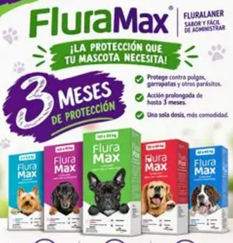 Garrapatas en perros: la ehrlichiosis canina y cómo prevenirla - imagen adicional