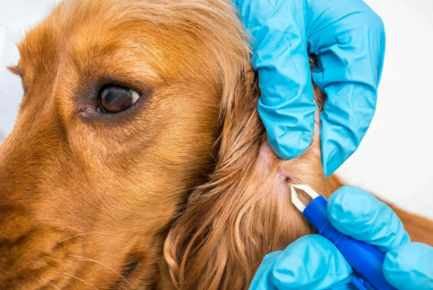 Garrapatas en perros: la ehrlichiosis canina y cómo prevenirla