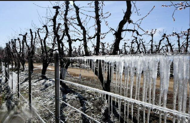 Heladas extremas en el Valle de Uco: un departamento marcó temperaturas bajo cero