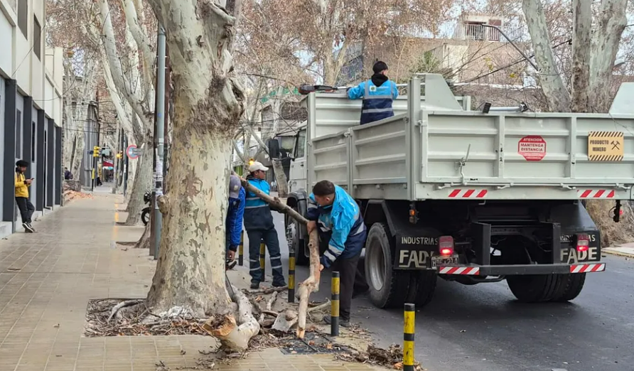 Zonda deja destrozos en el Gran Mendoza: 14 árboles y 5 postes caídos