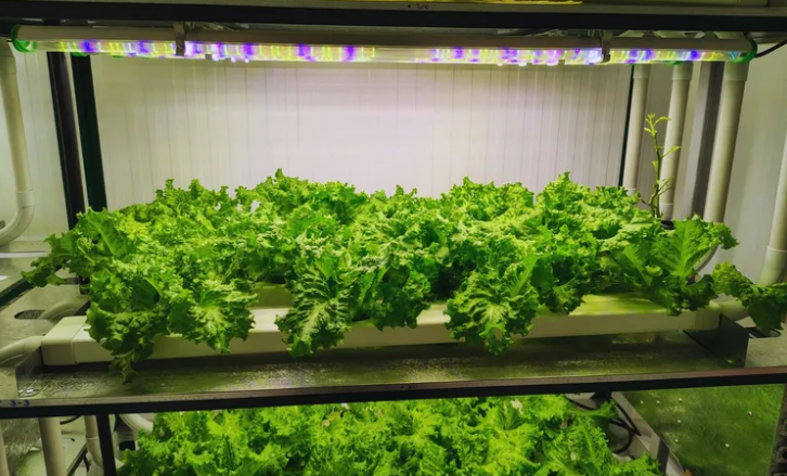 Mendoza experimenta con agricultura vertical para producir vegetales de alto rendimiento - imagen adicional
