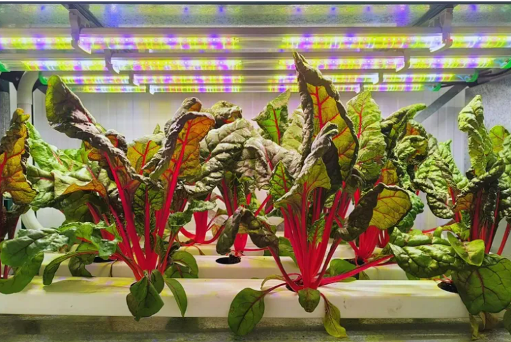 Mendoza experimenta con agricultura vertical para producir vegetales de alto rendimiento