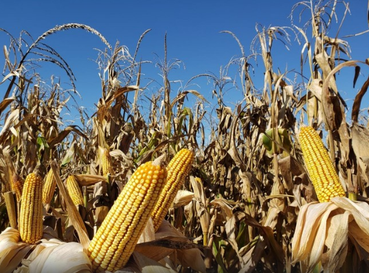 El campo liquidó 2750 millones de dólares en exportaciones durante agosto - imagen adicional