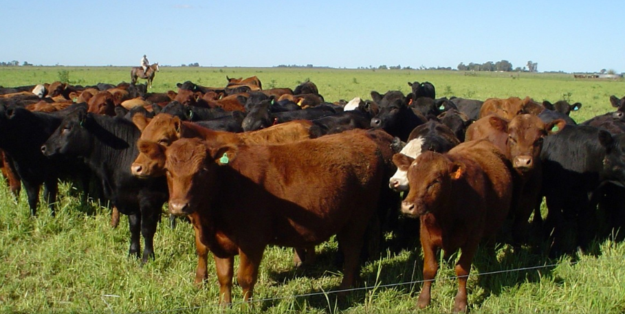 Cae la oferta ganadera pero suben los kilos por animal faenado